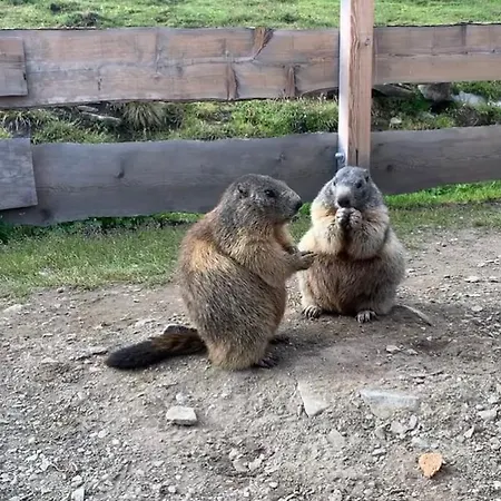 Tauernbergalm * Heiligenblut