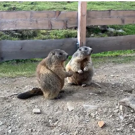 Tauernbergalm Heiligenblut