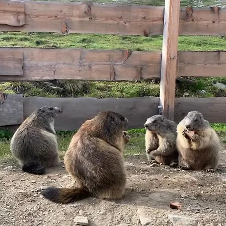 Tauernbergalm * Heiligenblut