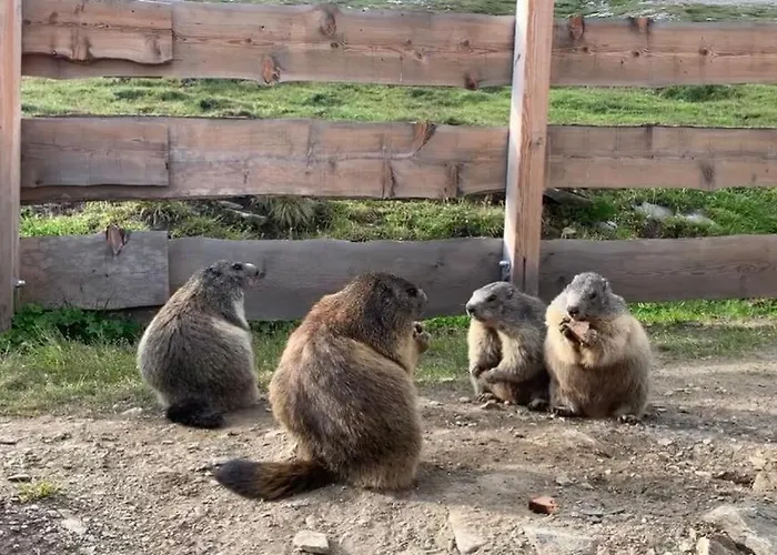 Apartment Tauernbergalm *