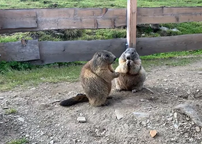 Tauernbergalm * Heiligenblut