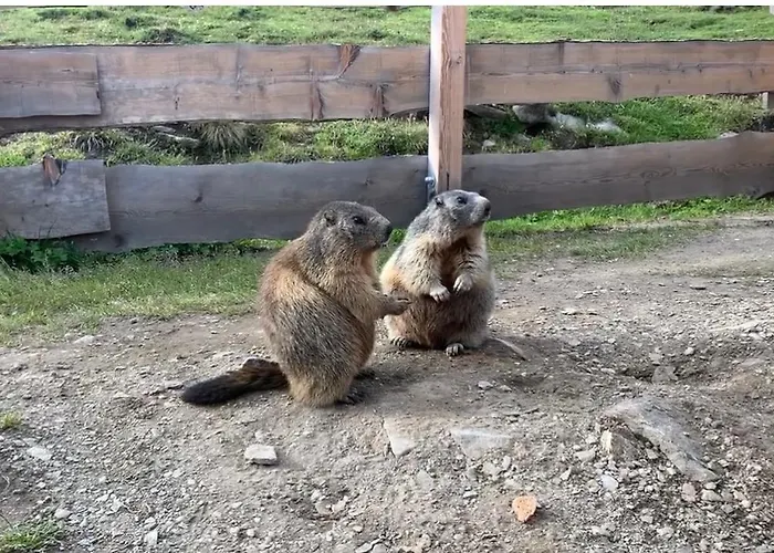 Tauernbergalm Heiligenblut