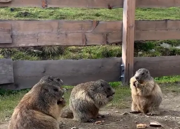 Tauernbergalm Appartamento Heiligenblut